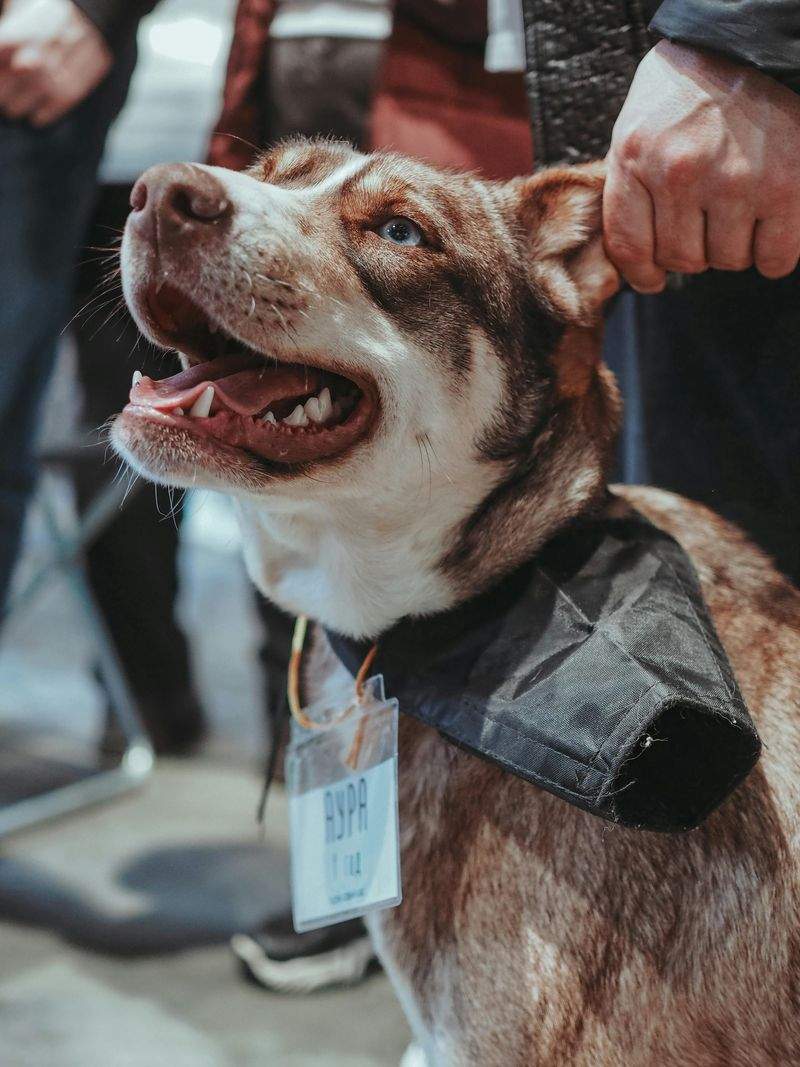 The Ultimate Guide to Pet Nutrition in 2024